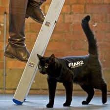 black cat.jpg
