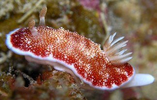Chromodoris reticulata.jpg