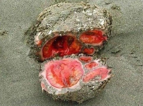 Pyura chilensis.jpg