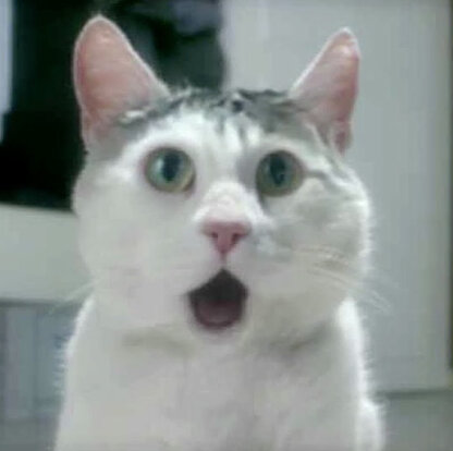 OMGcat.jpg