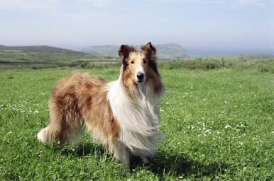lassie.jpg