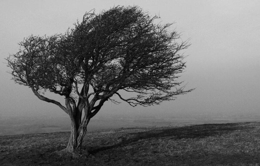 Black & White Tree.jpg