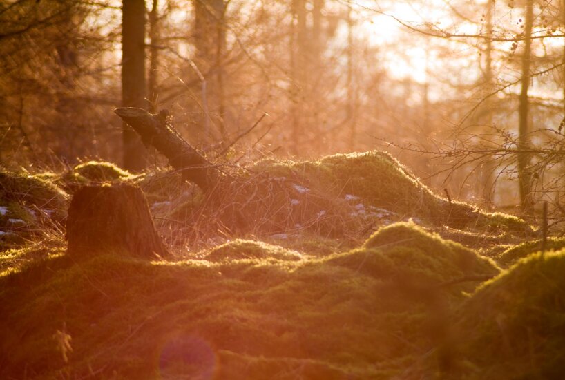 Warm Forest.jpg