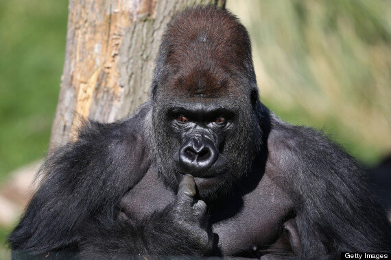 o-KUMBUKA-GORILLA-570.jpg