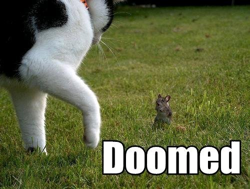 lolcatz_doomed.jpg