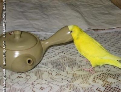 funny-birds-budgie-wants-a-drink-picture.jpg