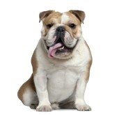 7120710-english-bulldog-11-months-old-sitting-in-front-of-white-background.jpg
