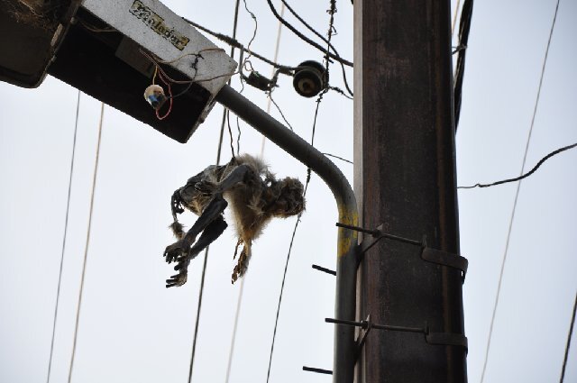 Pwer line monkey.jpg