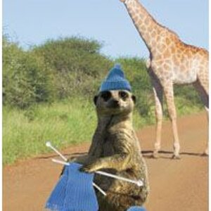 meerkat1.JPG